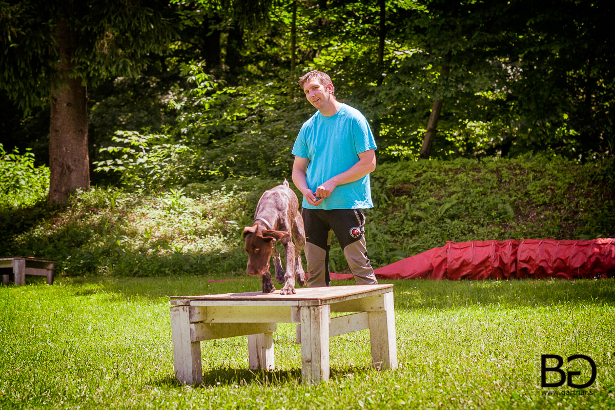 Seminar: Osnove dela reševalnega psa